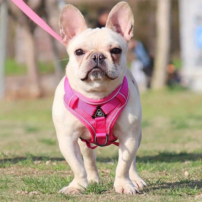 Dog Harness & Leash Set
