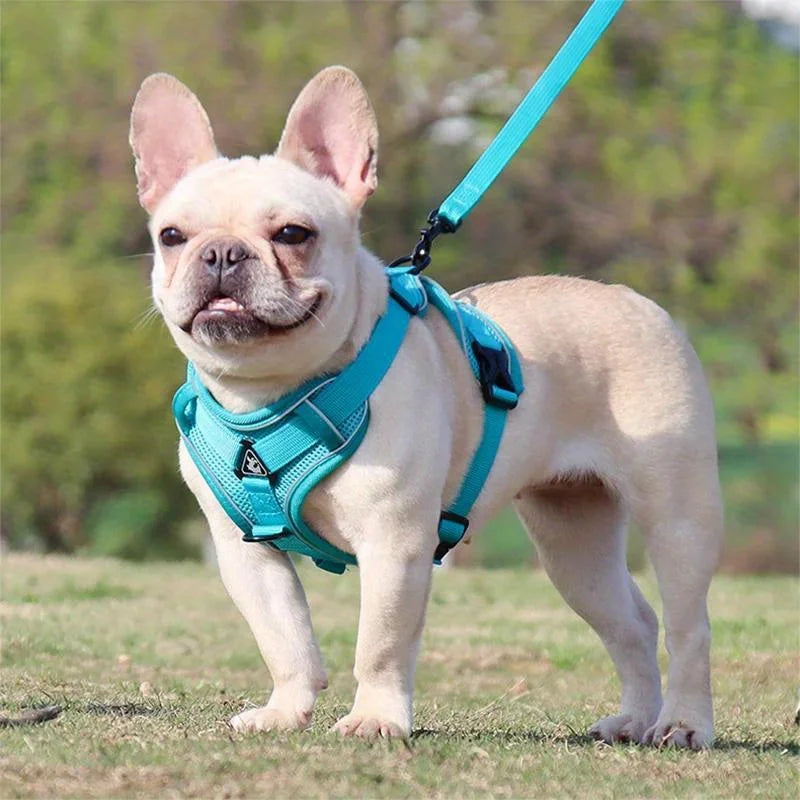 Dog Harness & Leash Set