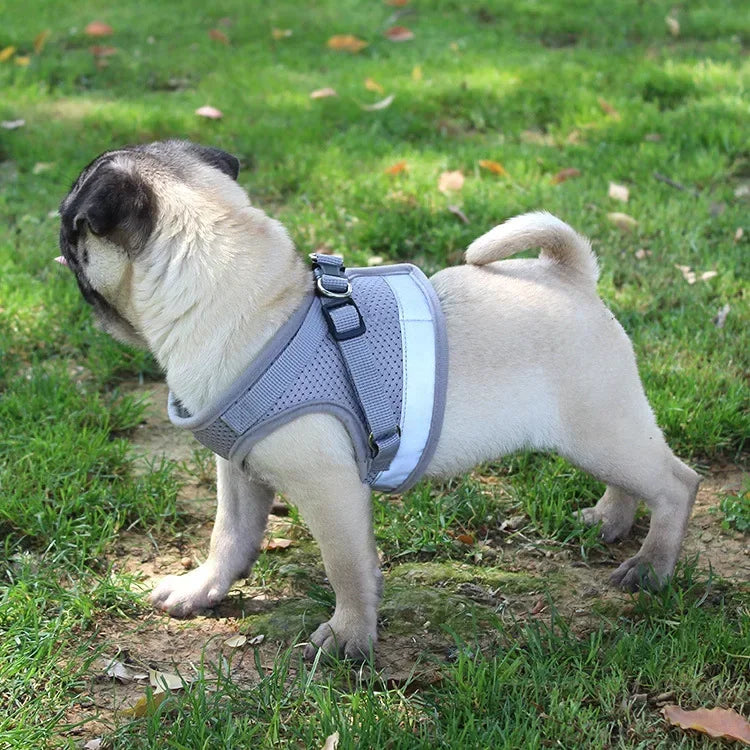 Reflective Cat & Small Dog Harness Set